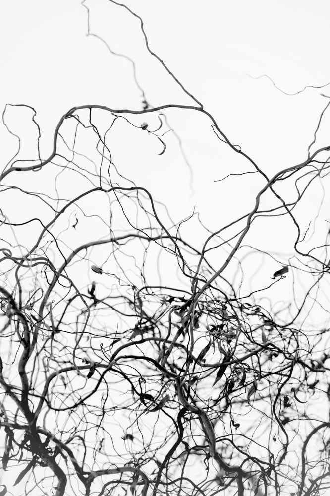 Photograph by Александр Кочергин