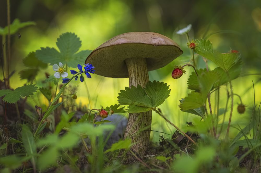 Подберезовик