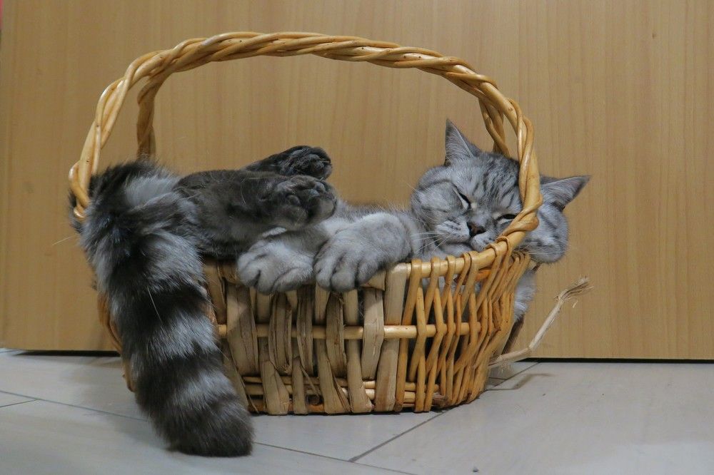 Послеобеденный сон)