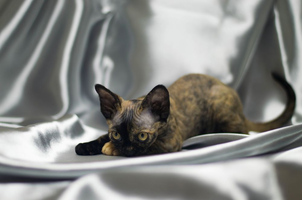 Photograph by Диана