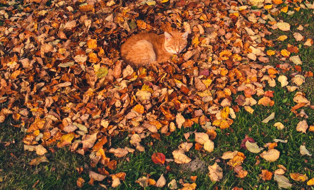 Photograph by Виталий Грачёв