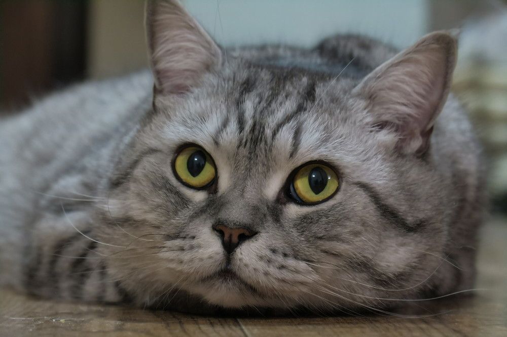 Photo #8757048