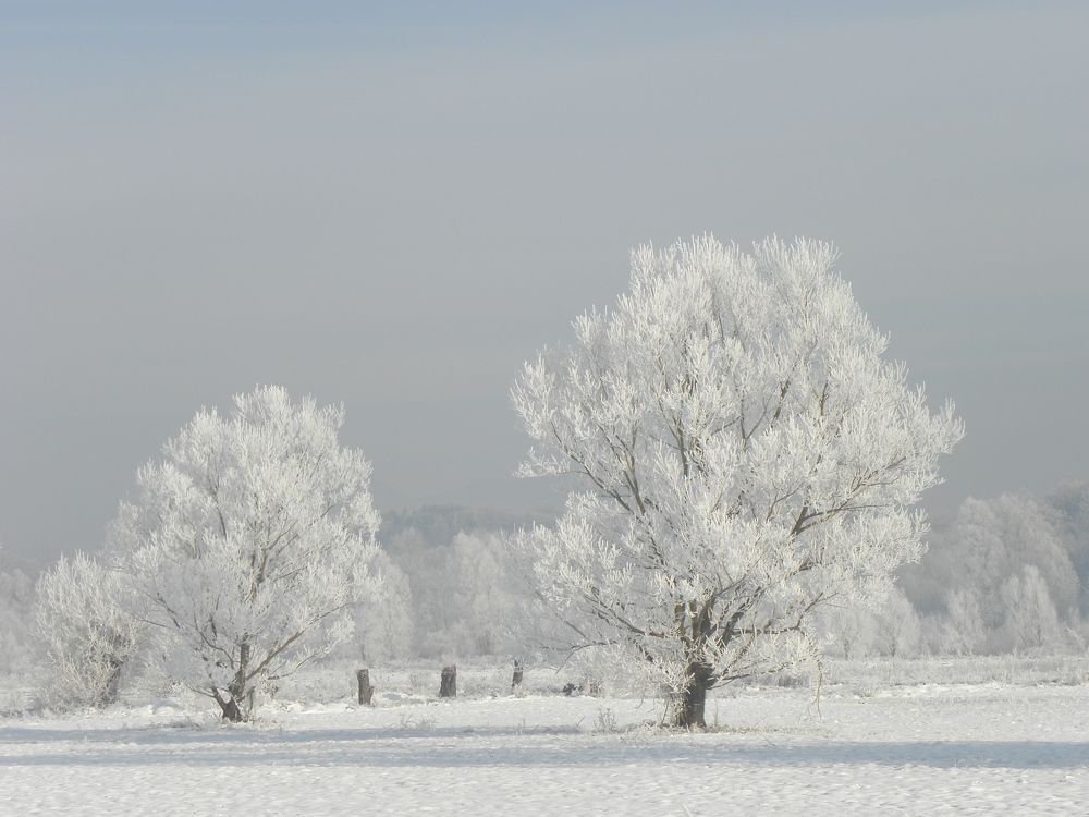 Фотография автора BRANKO BALAŠKO