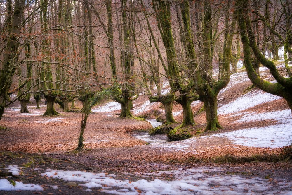 Magic forest with snow