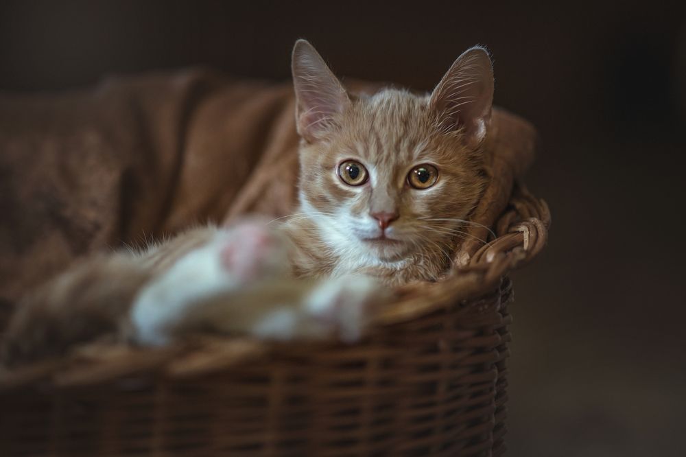 Photograph by Дарья Базарнова