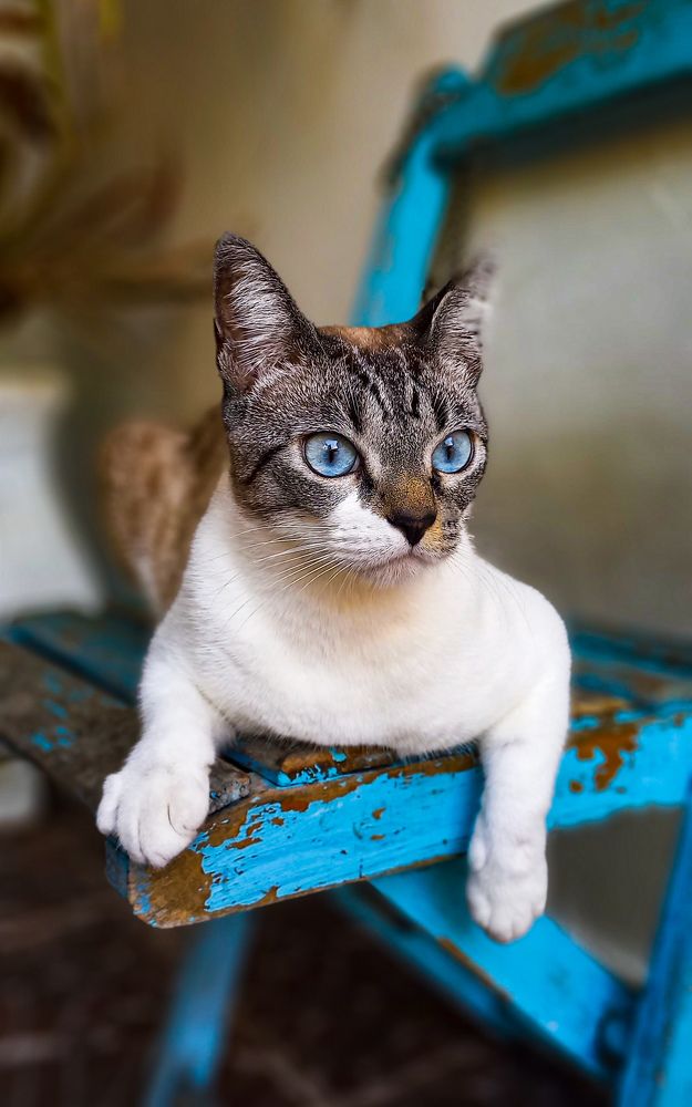 Фотография автора Marcia Araujo