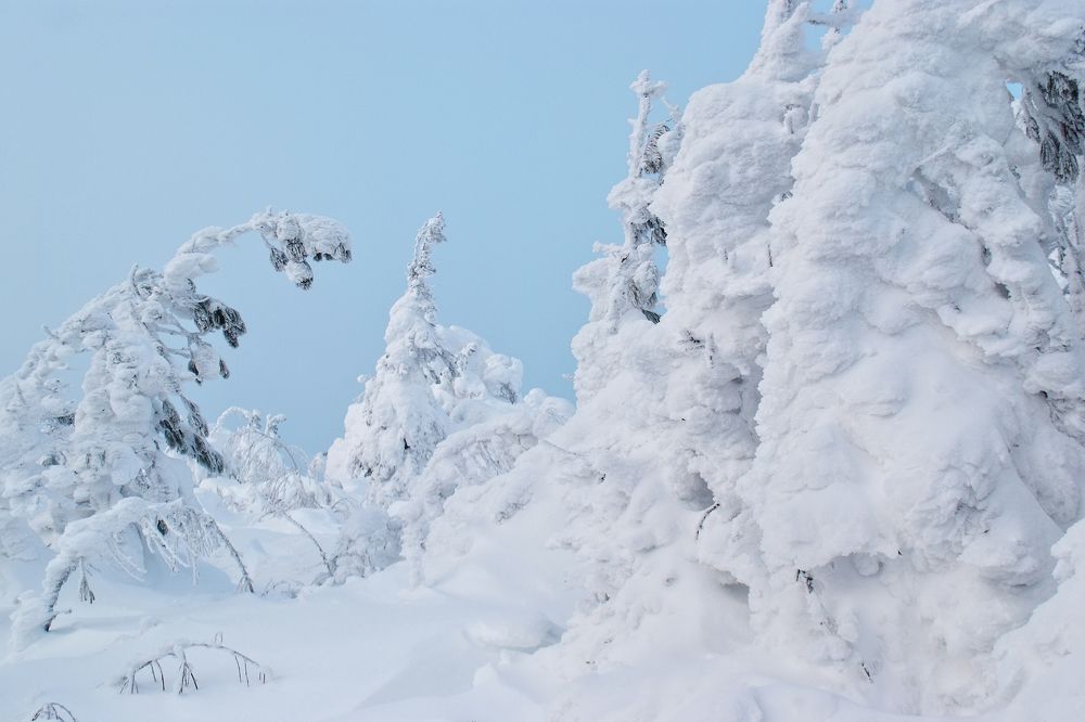 В одной белой-белой сказке...