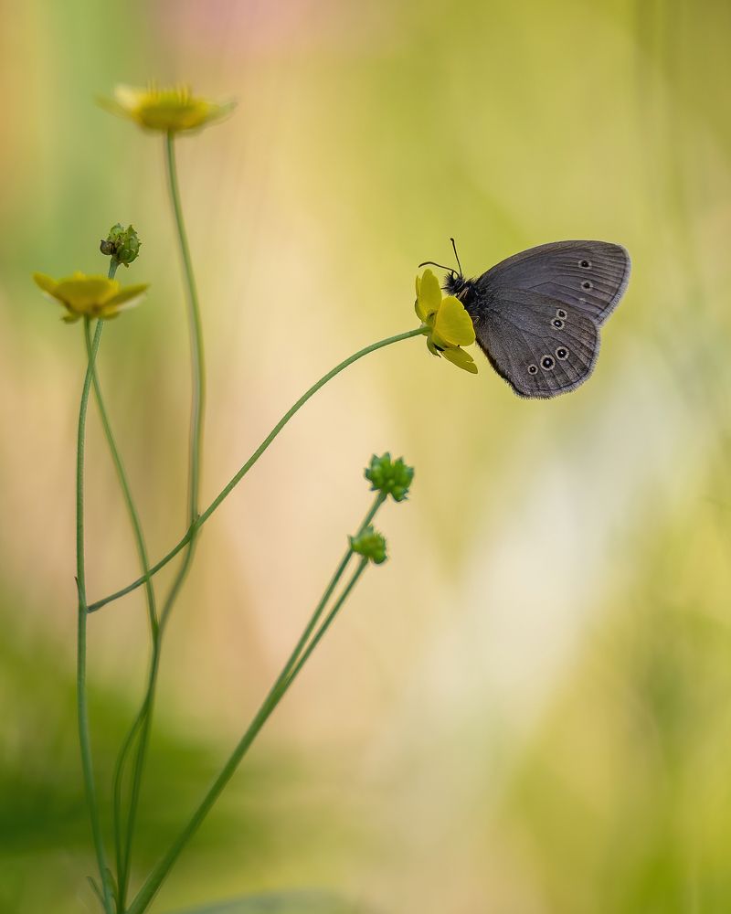 Photograph by Дина Нестеркова