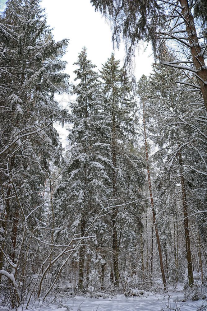 Фотография автора Пищулова Анастасия