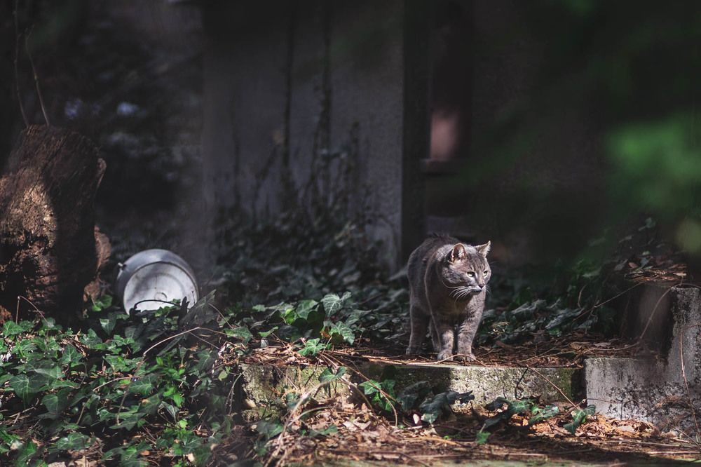 Photograph by Max Samadhi