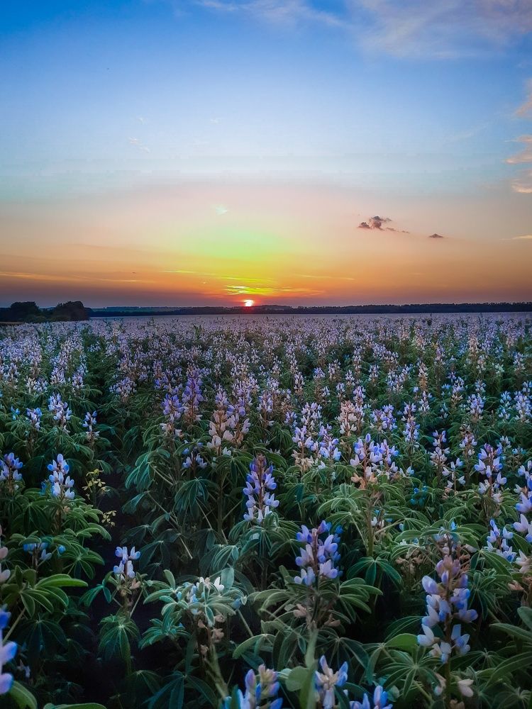 Фотография автора Irina Vornacheva