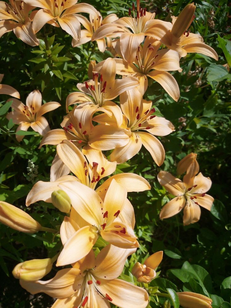 Photograph by Елена Мясникова