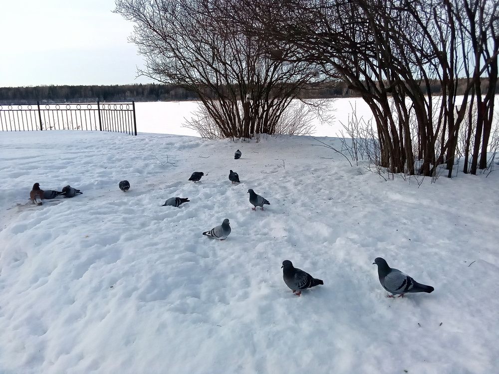 Невские берега