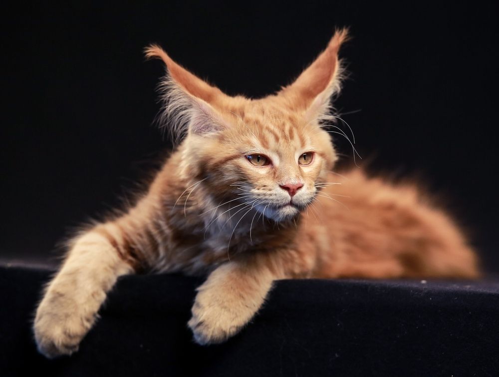 Фотография автора ira bolshakova