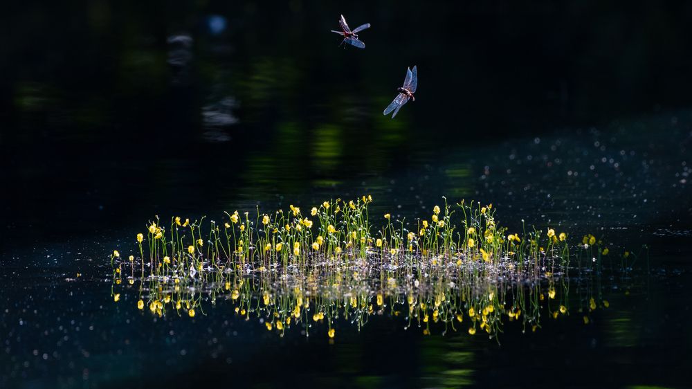 Photograph by João Paulo de Oliveira Freitas