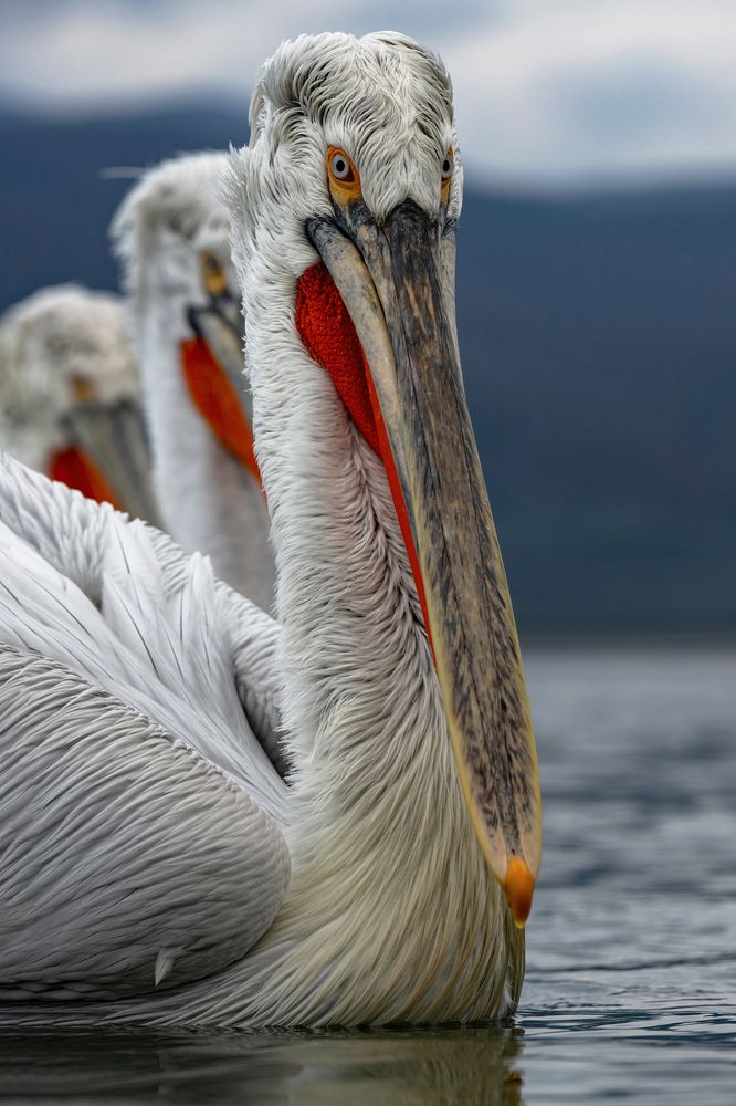 Photograph by Ernestas Balcikonis