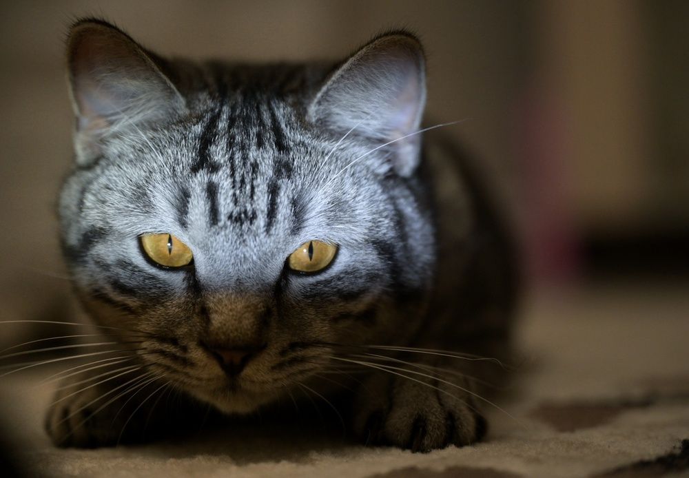 Photograph by Елена