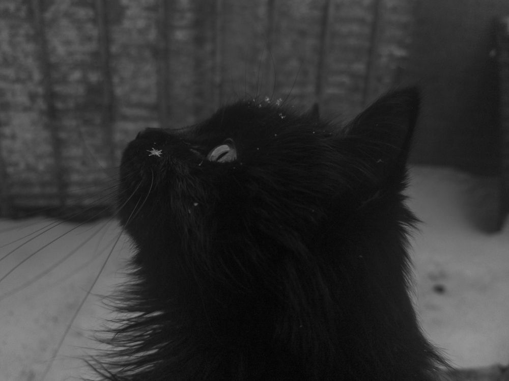 Photograph by Елена Можар