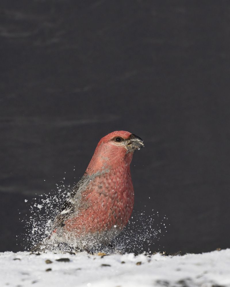 Фотография автора Clement Roy