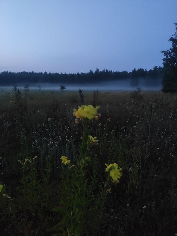 Photograph by Любовь