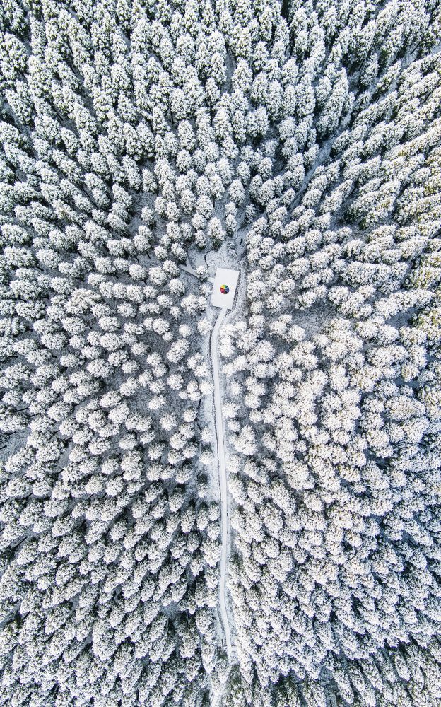 The end of the forest