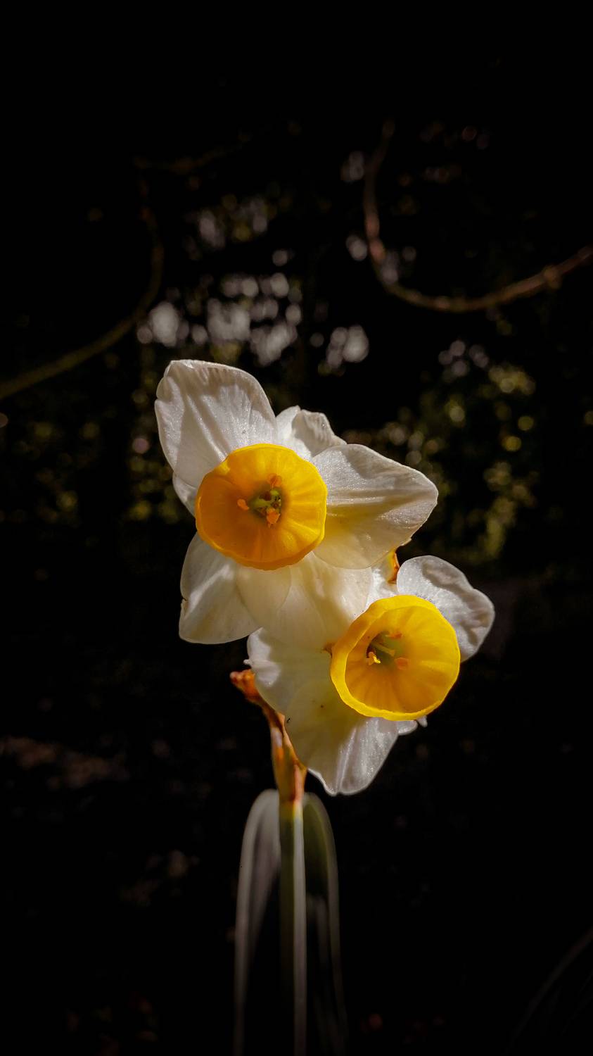 Sad narcissus