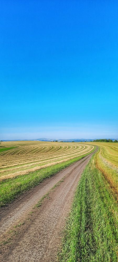 Бескрайние поля Алтая