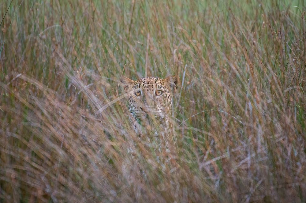 Photograph by Aruna Thilakarathne