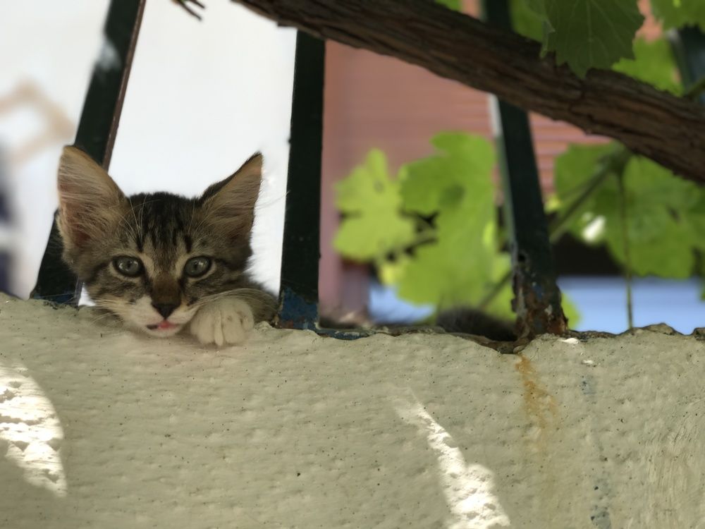 Photograph by George Koulouridis