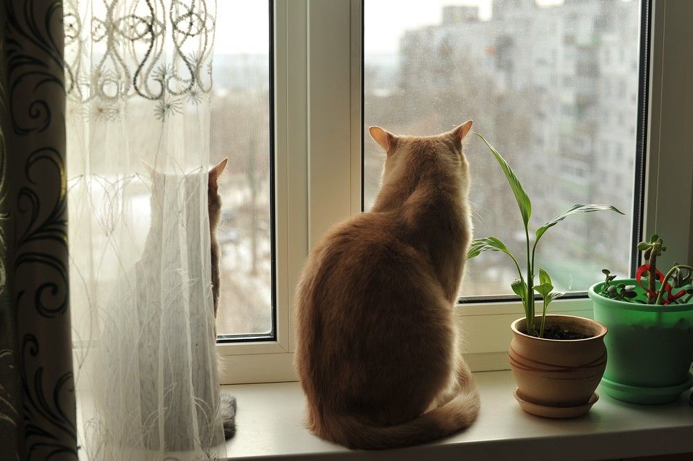 Фотография автора Ольга Пушленкова