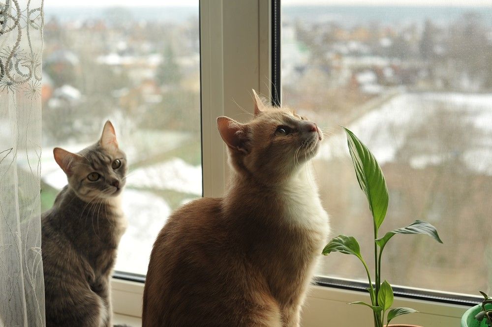 Фотография автора Ольга Пушленкова