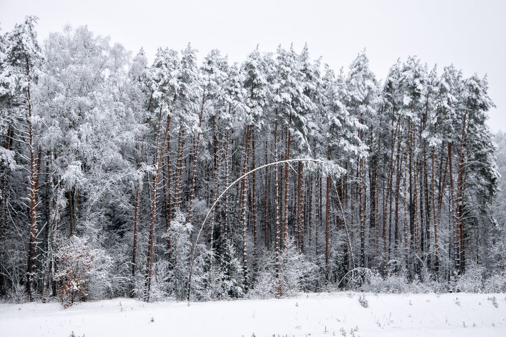 Заснеженый лес