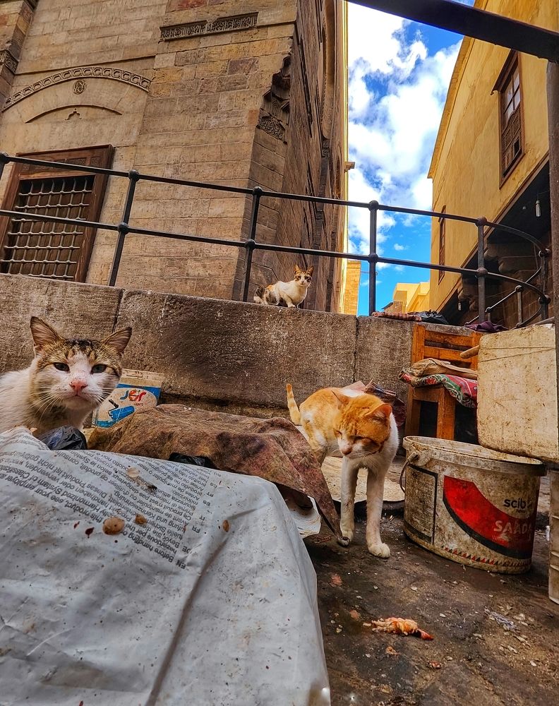 Photograph by Motaz Gohar