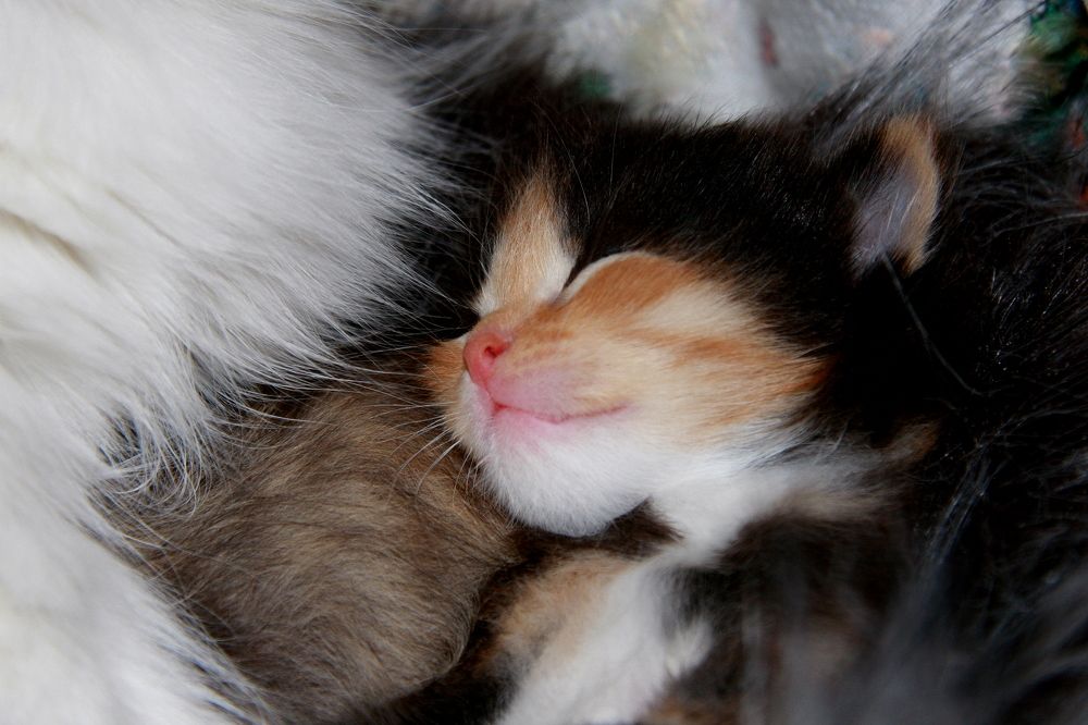 Фотография автора Nelya  Lysenko