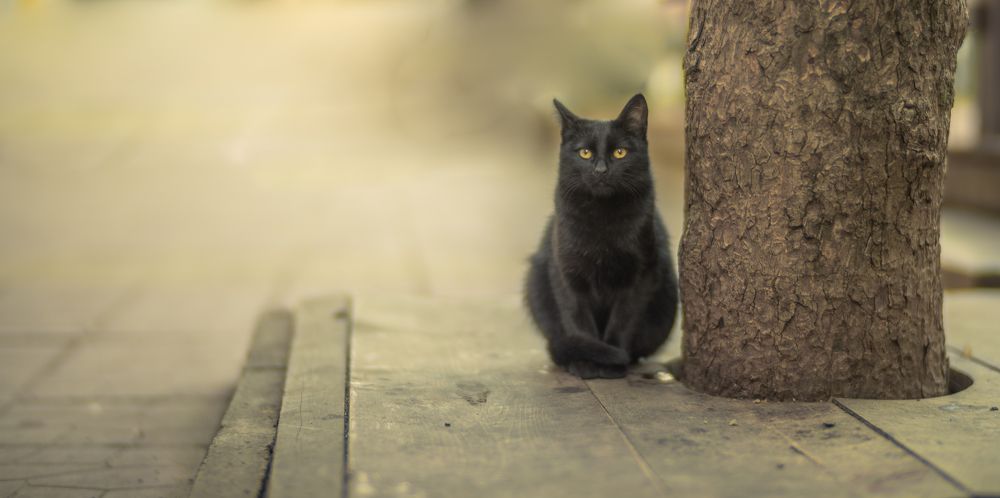 Фотография автора Konstantin Vladov