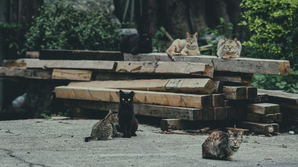 Photograph by answer