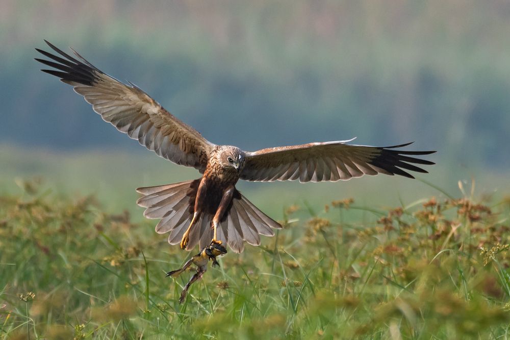 Photograph by Basabjit Ghosh