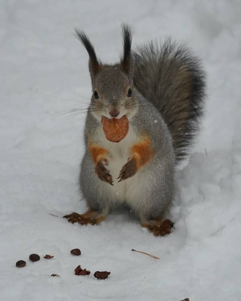 Белка с орехом