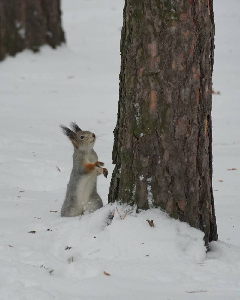 Шкодная белка