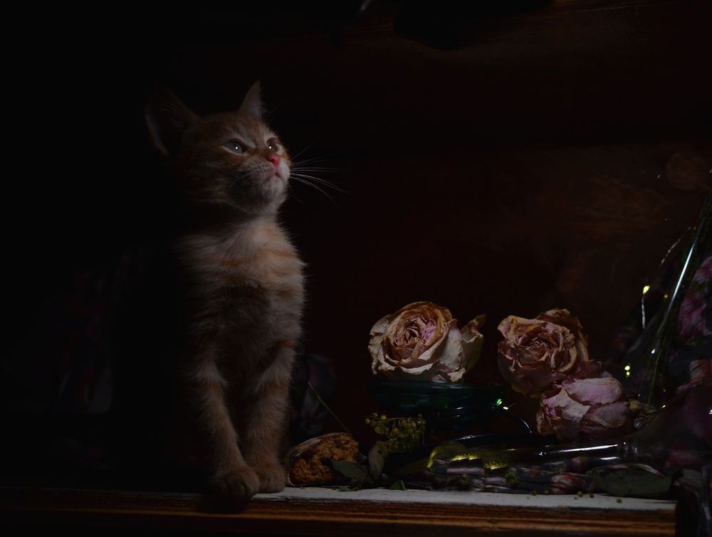Photograph by Ксения Принцева