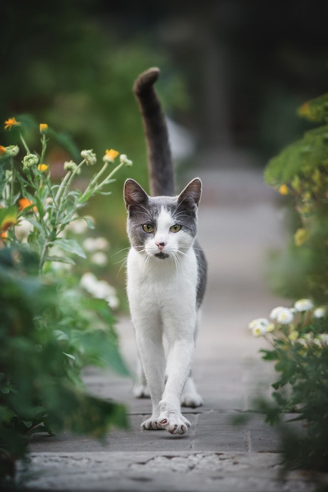 Летний  кот