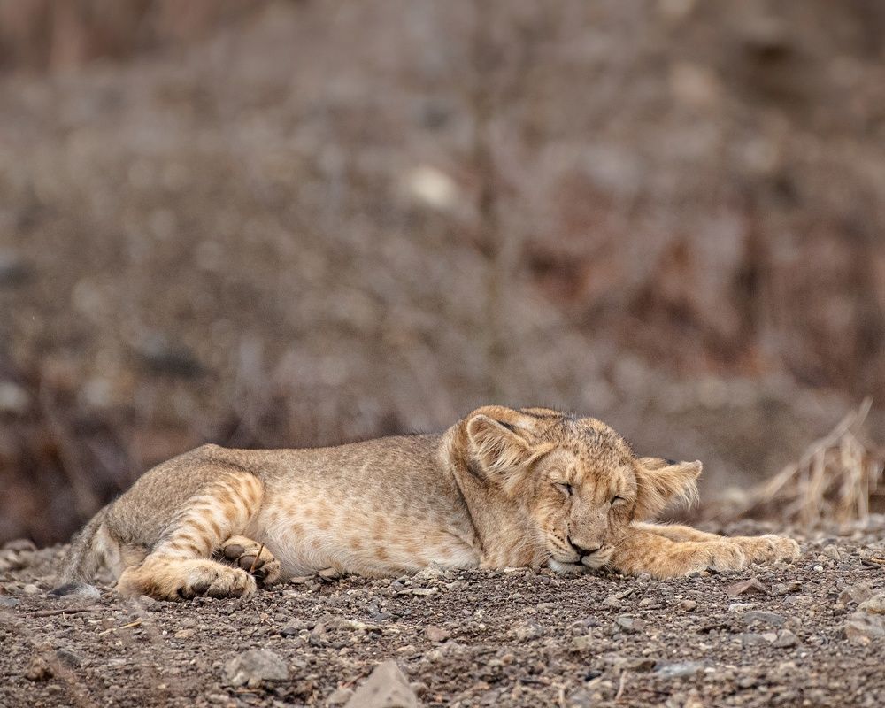 Photograph by mayur kalab