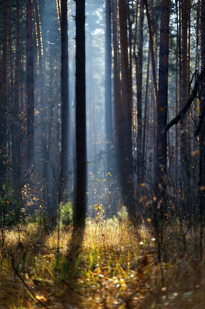Photograph by Владимир Щеголев