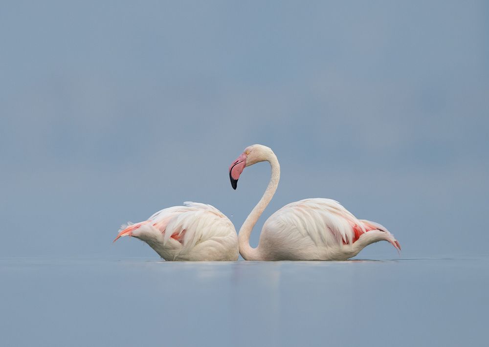 Greater Flamingos