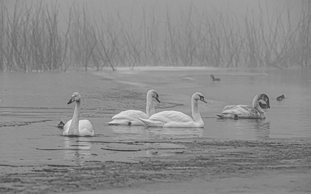 Photograph by Сергей Савчук