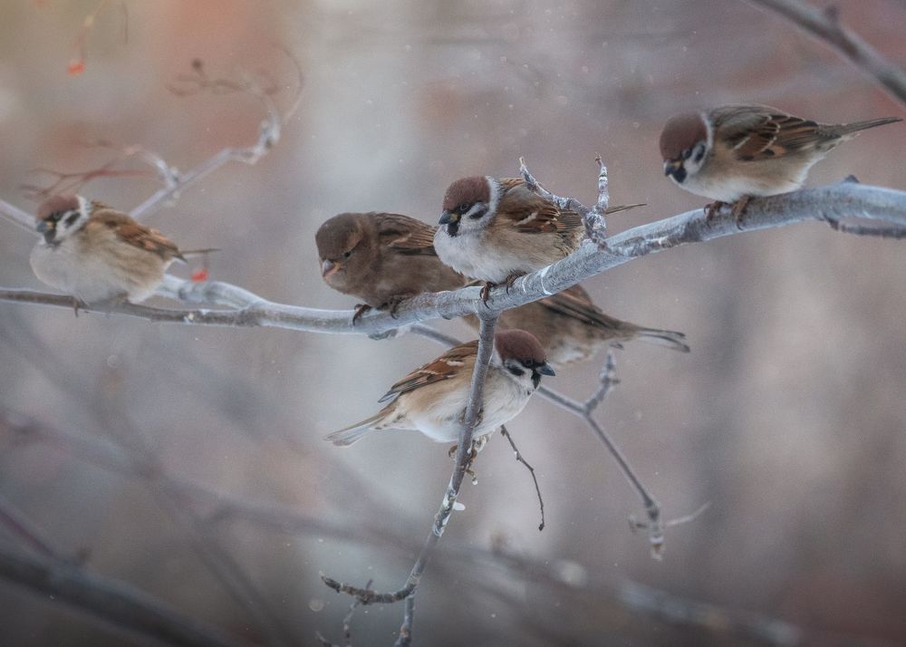Photograph by Руслан Вотинцев