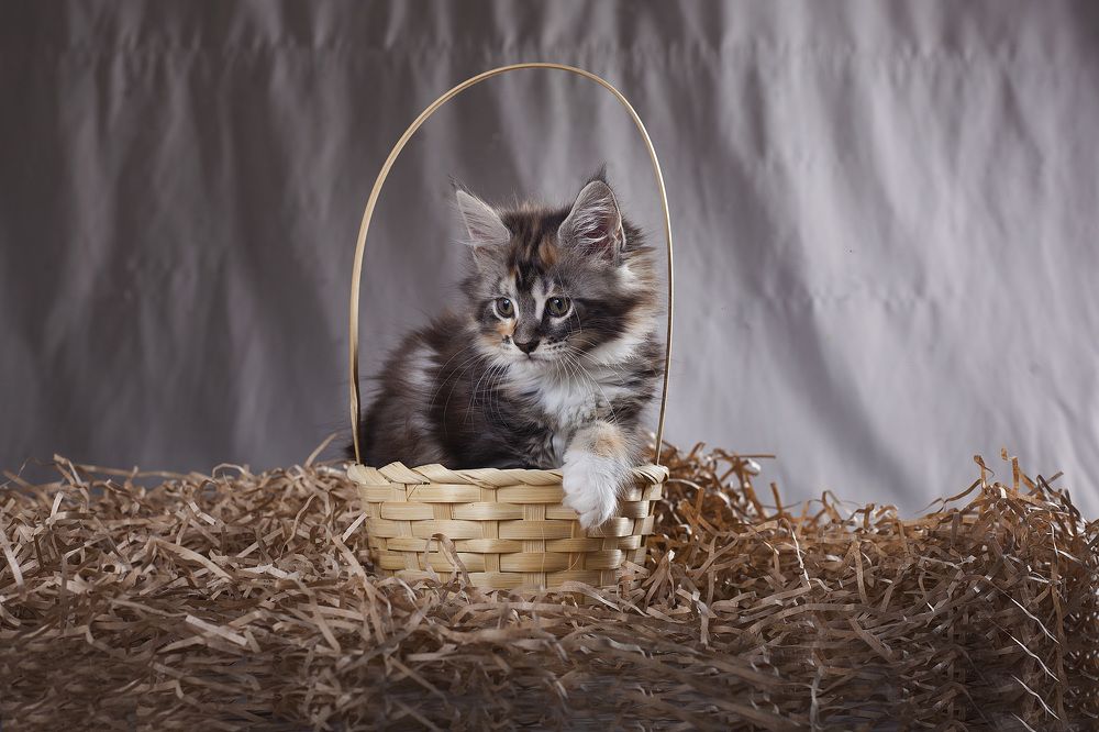 Photograph by Ирина Мамонова