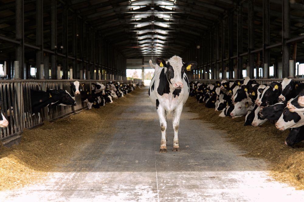 Photograph by Евгения Гловацкая