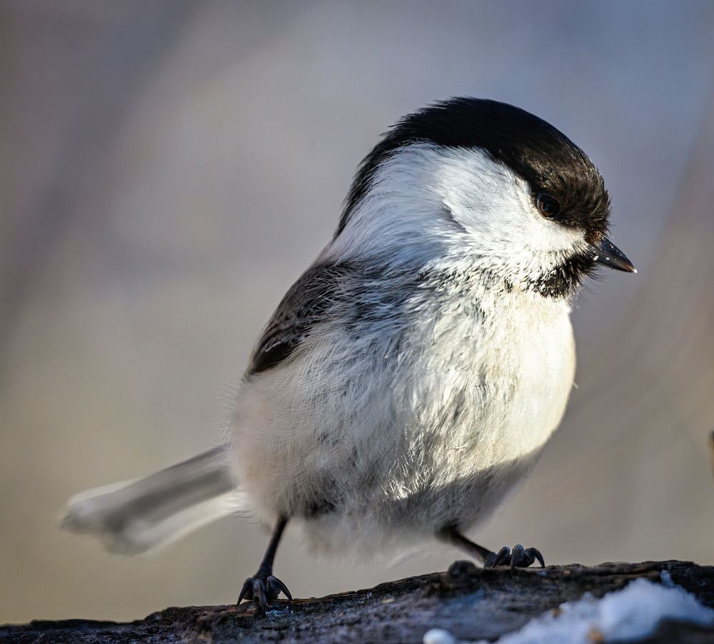 Photograph by Андрей Захаров