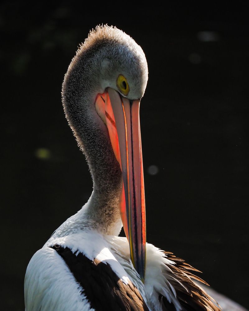 Photograph by Hardeep Solanki